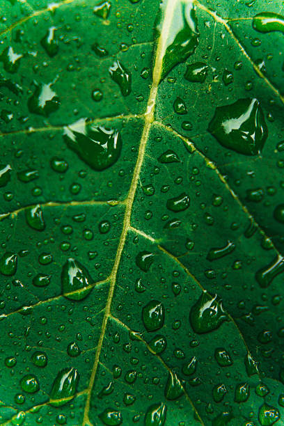 istock Moody Macro of Green Leaf with Rain Droplets 2223184443