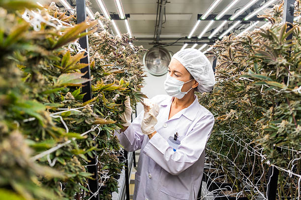 istock Scientist inspects cannabis plants in an advanced indoor farm using LED lights. The scene promotes eco-friendly agriculture, sustainable cultivation, and modern biotech for medical cannabis production 2223184976