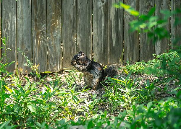 A black squirrel sits in a garden against a wooden fence, surrounded by green foliage, under bright sunlight.