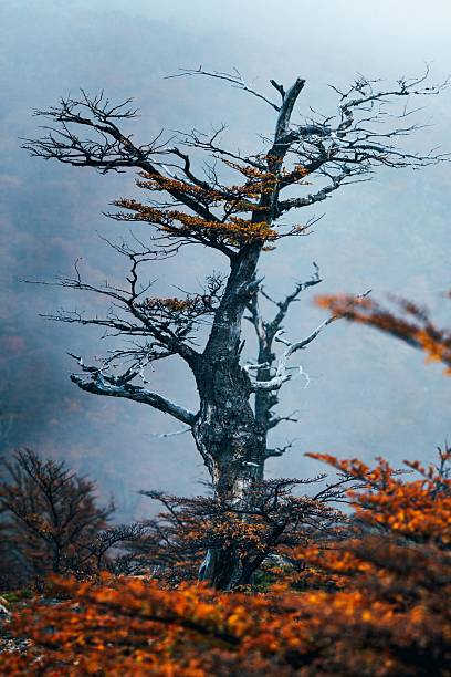 A solitary tree with autumn foliage stands against a misty mountain backdrop, creating a serene and atmospheric landscape.