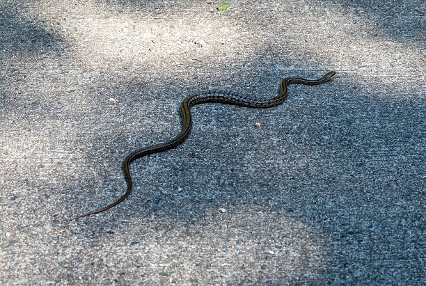 istock Aodaisho snake crossing path on Mount Mitaki, Hiroshima, Japan 2223188771