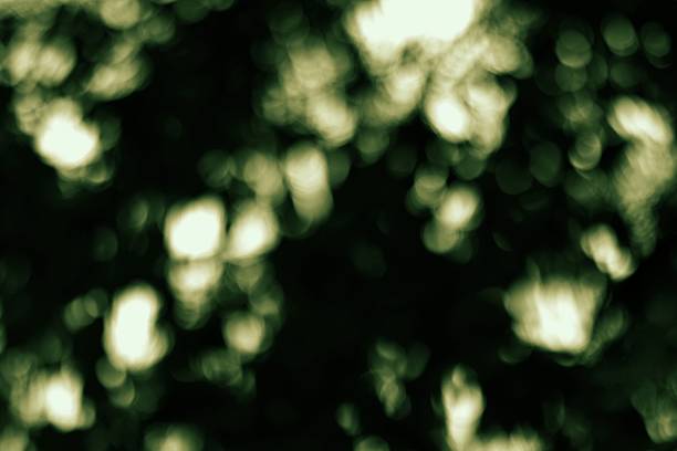 Enchanting forest canopy with sunlight bokeh, creating a dreamy, abstract nature scene.