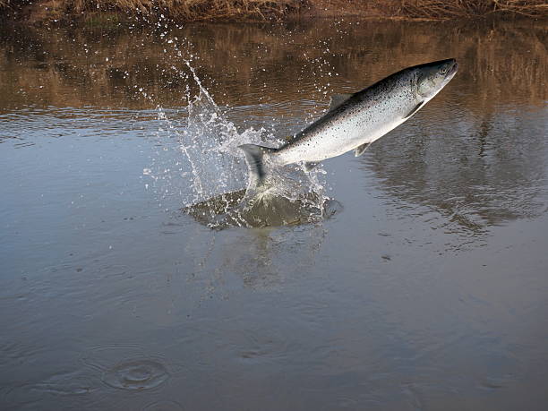 istock jumping out from water salmon  on river background 2223193380