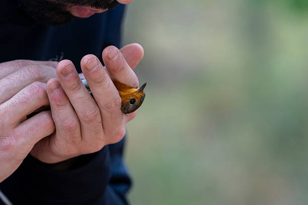 Castronuño, Valladolid, Spain, April 12, 2025; Ornithologists hold and carefully examine a small bird they have just captured in a forest, likely for research or conservation purposes, during a bird banding day.
