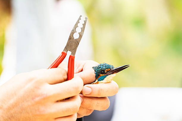 istock Ornithologist banding common kingfisher during bird ringing day 2223195180