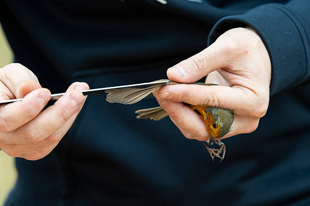 istock Ornithologist holding a wild bird for bird ringing 2223195195