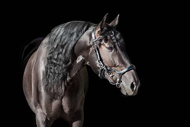 istock Black horse with long mane portrait 2223196430
