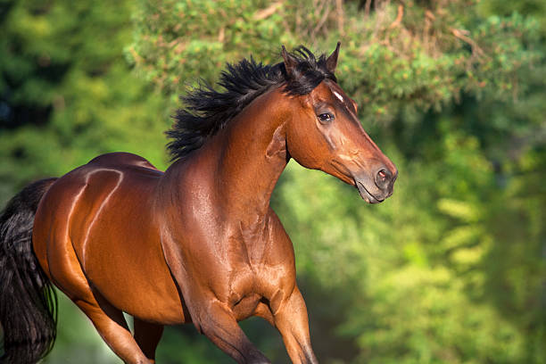 istock Bay horse portrait in motion 2223196431