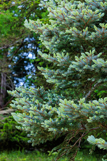 istock Norway spruce with beautiful thin young leaves in spring. 2223196746