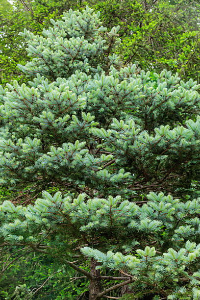 Norway spruce with beautiful thin young leaves in spring.
