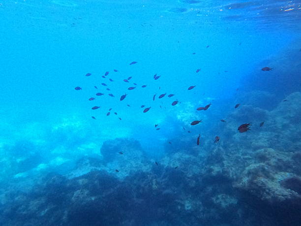 istock Underwater Mallorca Islas Baleares Spain 2223199332