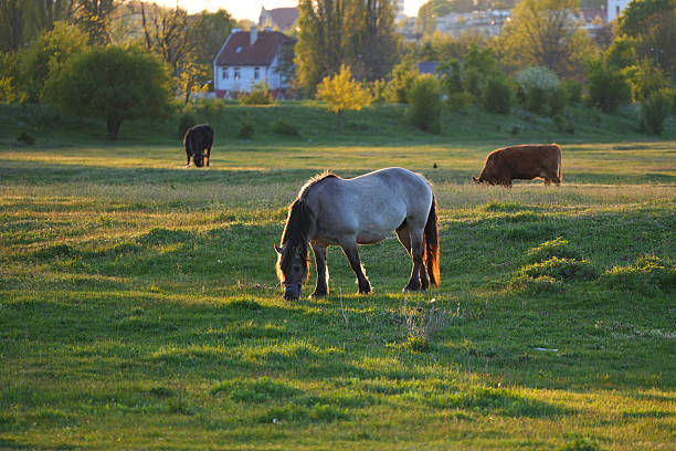 Horses graze on green meadow in sunny day.