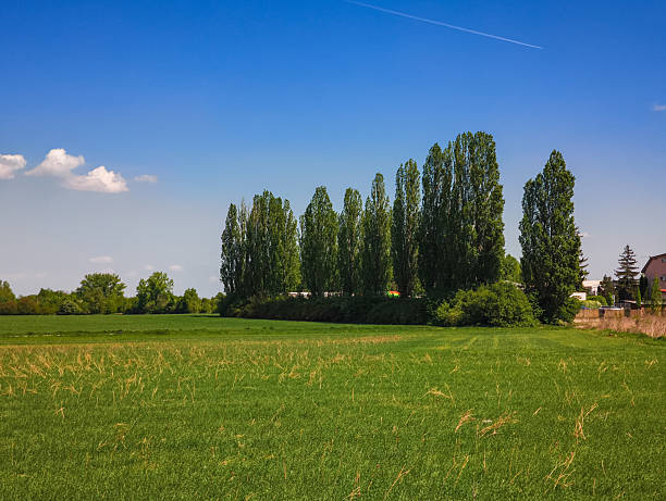 Group of poplar trees bordering a vibrant green field under a clear blue sky, creating a serene countryside landscape copy space