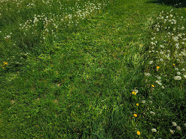 Dirt road through the meadow with wildflowers in spring