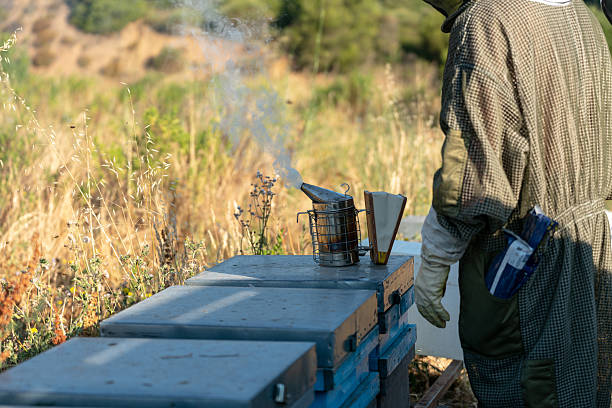Beekeeper tending to beehives, using a smoker to calm bees during honey harvest in a rural environment