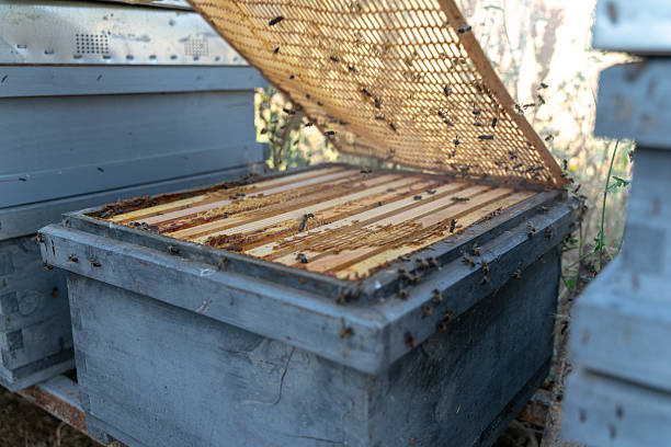 Bees flying around a beehive during honey harvest in a rural environment, promoting sustainable beekeeping practices