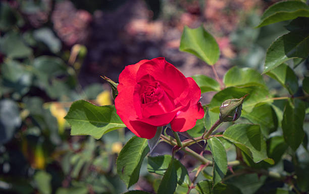 istock red rose flowers in the garden. 2223202186