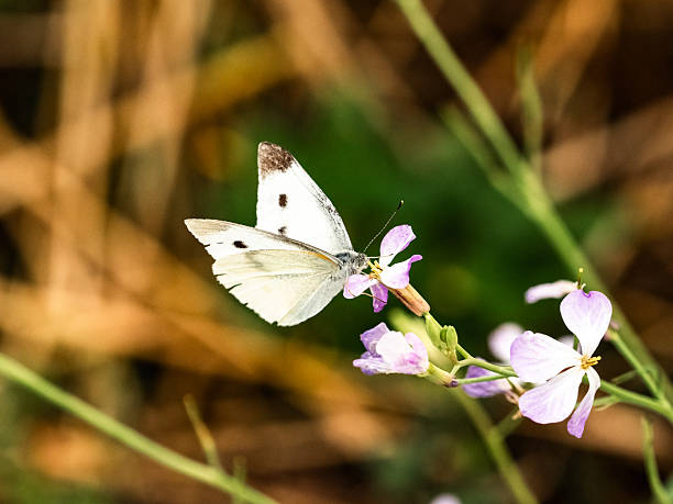 istock small white butterfly on small wildflowers 6 2223203773