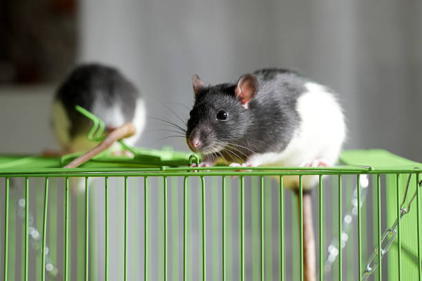 Two rats sitting in a cage on gray background. Black rat