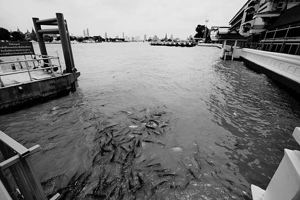 istock Feeding fish in the river in Bangkok 2223207844