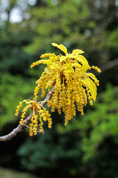 The spring flowers and leaves of the Japanese oak are golden yellow.