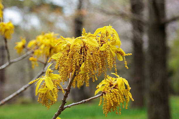 The spring flowers and leaves of the Japanese oak are golden yellow.