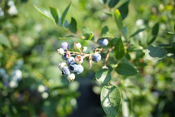 istock Ripe Organic Blueberries on Branch with Blurred Background – Close-Up 2223209338