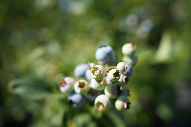 High-resolution close-up photo showing a branch filled with ripe organic blueberries. The berries are in sharp focus, revealing natural textures and deep blue hues, while the background is artistically blurred (bokeh effect) to create depth and isolate the subject. Captured in natural outdoor light, this image is perfect for topics like organic farming, superfoods, antioxidants, healthy lifestyle, clean eating, and seasonal harvest. Ideal for editorial use, packaging design, blog posts, or health and nutrition content.