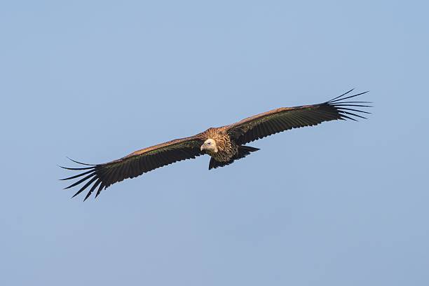 istock Majestic vulture soaring in clear sky. 2223211290