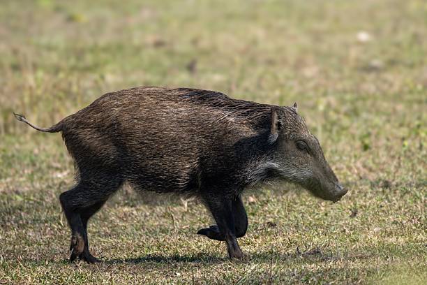 istock Wild Boar in Natural Habitat 2223211312