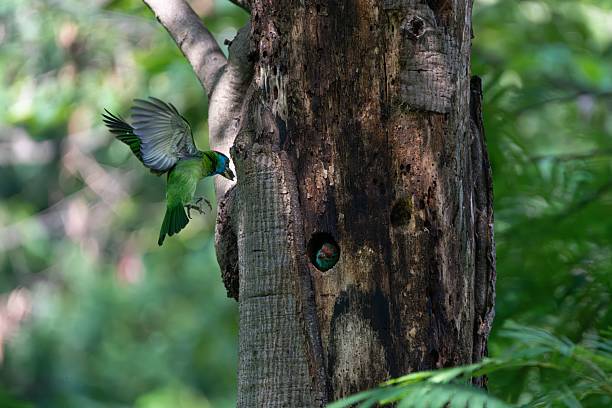 istock Vibrant green bird near tree hollow in forest. 2223211355