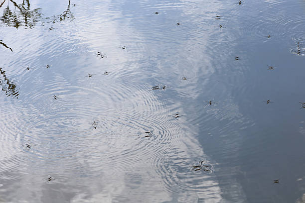 Water striders glide across the mirror-like water surface, creating delicate ripples. The cloudy sky reflects in the still water, adding depth and serenity to this natural scene.