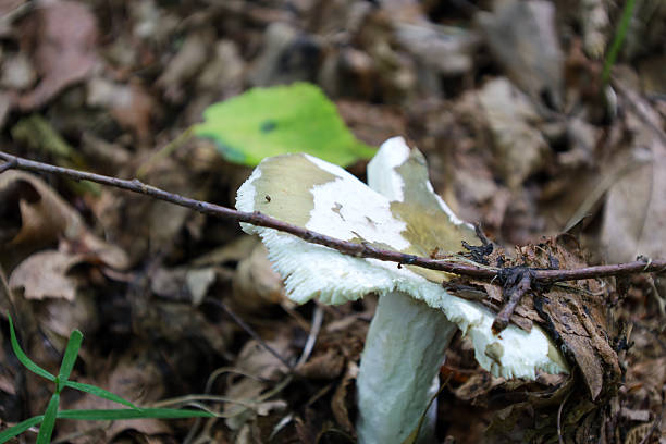 istock A close-up shows a mushroom with a white-brown cap and stem breaking through fallen leaves and small branches on the forest floor. This scene highlights the wild nature and organic growth in Ukraine's forests. 2223212366