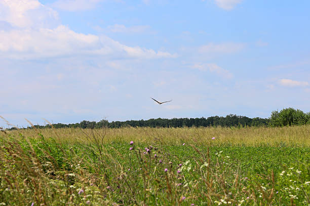 istock A wide green field with diverse grasses stretches under a blue sky with white clouds, and a bird of prey soars above it. This summer landscape conveys a sense of freedom and the endlessness of Ukraine's nature, showcasing its flora and fauna. 2223212444