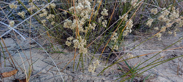 istock plant that makes tea for the stomach growing in the dunes 2223212722