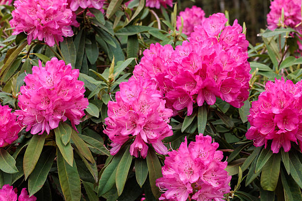 istock Beautiful blooming pink rhododendron flowers in spring forest park. 2223213692