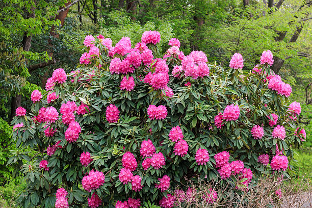 istock Beautiful blooming pink rhododendron flowers in spring forest park. 2223213724