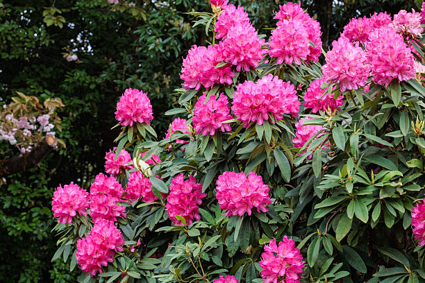 istock Beautiful blooming pink rhododendron flowers in spring forest park. 2223213746