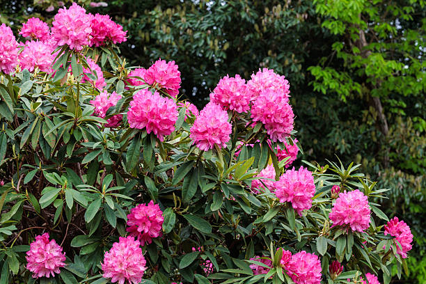 istock Beautiful blooming pink rhododendron flowers in spring forest park. 2223213751