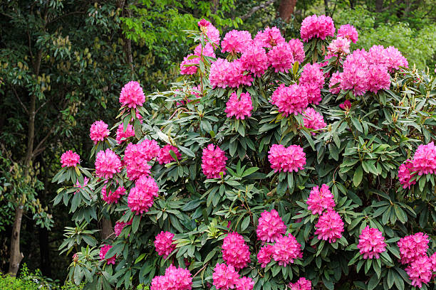 istock Beautiful blooming pink rhododendron flowers in spring forest park. 2223213759