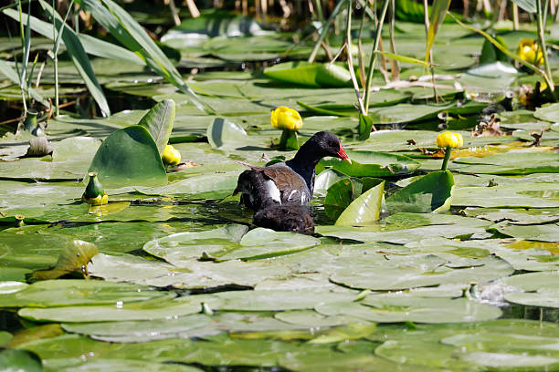 L 27-31 cm.Common breeder on small lakes, ponds, pools, rivers and canals with dense vegetation cover.Usually secretive but in some places quite bold, and may be seen strolling in open on grass and waterside meadows.Northern breeders migrate to W and S Europe, returning in Mar-Apr.Nest a roofed basket well hidden in dense vegetation.This beautiful Species is less common than the (Eurasian) Coot in the Netherlands.