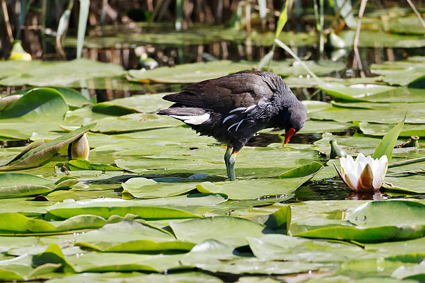 istock Common Moorhen (Gallinula chloropus) Adult preening 2223213830