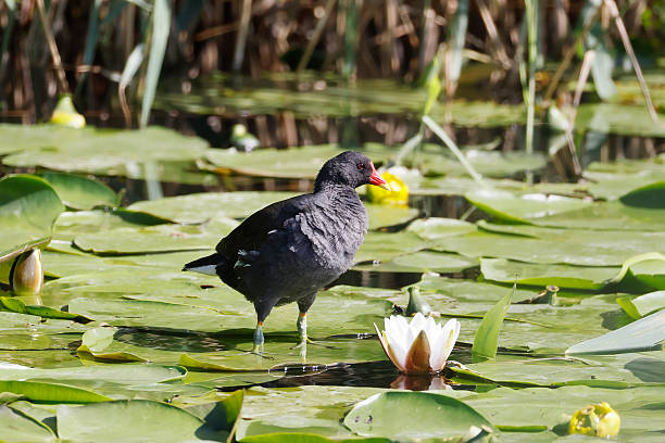 L 27-31 cm.Common breeder on small lakes, ponds, pools, rivers and canals with dense vegetation cover.Usually secretive but in some places quite bold, and may be seen strolling in open on grass and waterside meadows.Northern breeders migrate to W and S Europe, returning in Mar-Apr.Nest a roofed basket well hidden in dense vegetation.This beautiful Species is less common than the (Eurasian) Coot in the Netherlands.