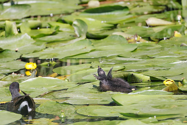 L 27-31 cm.Common breeder on small lakes, ponds, pools, rivers and canals with dense vegetation cover.Usually secretive but in some places quite bold, and may be seen strolling in open on grass and waterside meadows.Northern breeders migrate to W and S Europe, returning in Mar-Apr.Nest a roofed basket well hidden in dense vegetation.This beautiful Species is less common than the (Eurasian) Coot in the Netherlands.