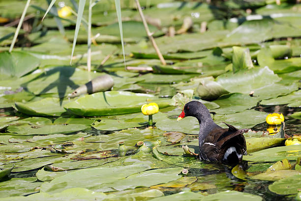 L 27-31 cm.Common breeder on small lakes, ponds, pools, rivers and canals with dense vegetation cover.Usually secretive but in some places quite bold, and may be seen strolling in open on grass and waterside meadows.Northern breeders migrate to W and S Europe, returning in Mar-Apr.Nest a roofed basket well hidden in dense vegetation.This beautiful Species is less common than the (Eurasian) Coot in the Netherlands.