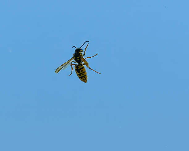 istock Wasp sitting on a window glass on blue sky background 2223214925
