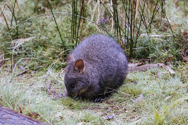 istock A Pademelon in Tasmania Australia 2223215191
