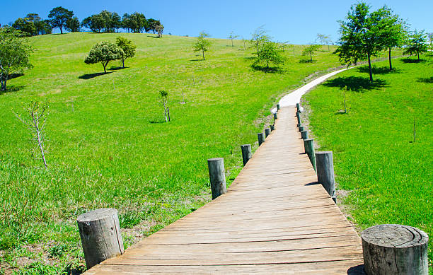 A serene pathway through lush greenery
