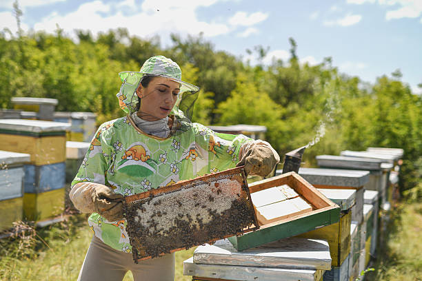 istock Skilled Beekeeper Handling Frames With Precision In Vibrant And Warm Apiary Landscape 2223218773