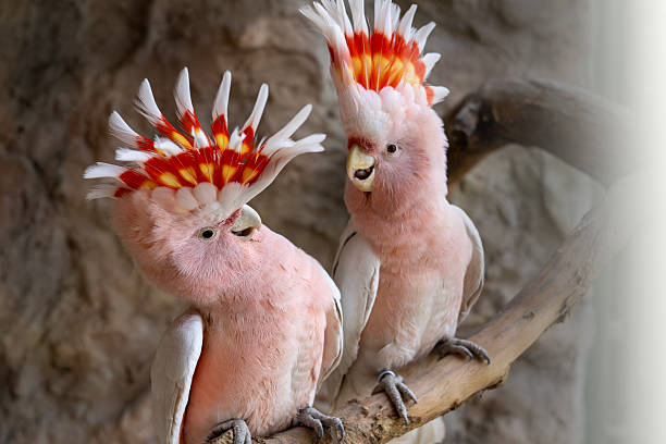 Close-up of two vibrant Galah Cockatoos with distinctive red and white crest feathers perched on a weathered branch against a textured stone background.